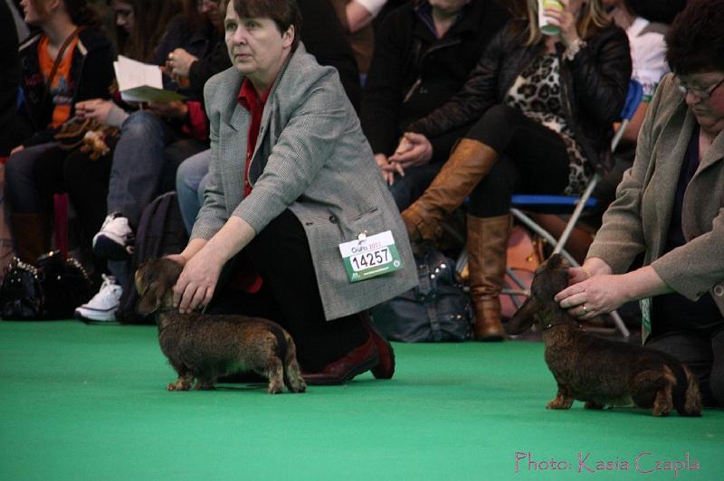 Crufts2011_2 1103.jpg